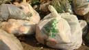 Las bolsas biodegradables son ideales para depositar los residuos org&aacute;nicos