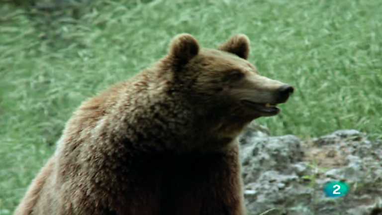 El hombre y la Tierra (Fauna ib&eacute;rica) - Al borde de la extinci&oacute;n, 2