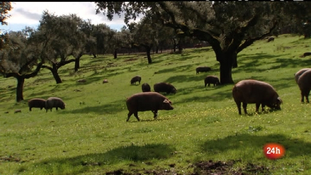 Cr&oacute;nicas - El bosque habitado 