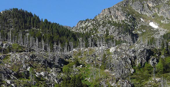 Un bosque parcialmente defoliado