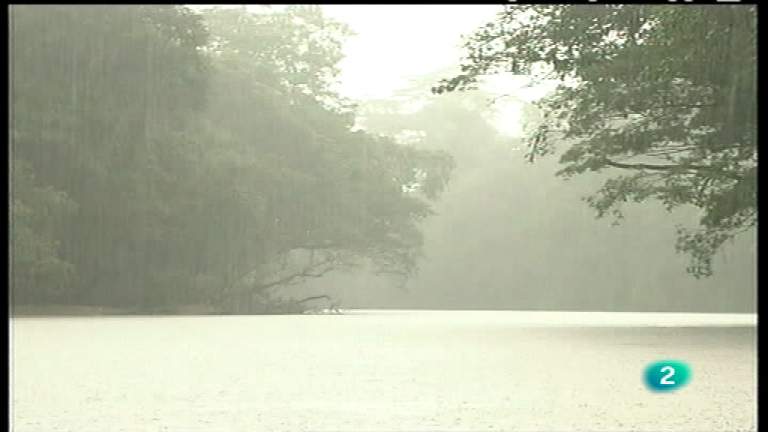 El bosque protector - El bosque tropical. Un para&iacute;so en peligro