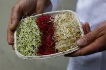 Brotes de germinados para ensalada