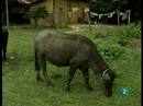 Ir al Video&nbsp;B&uacute;falos basureros en la Amazon&iacute;a