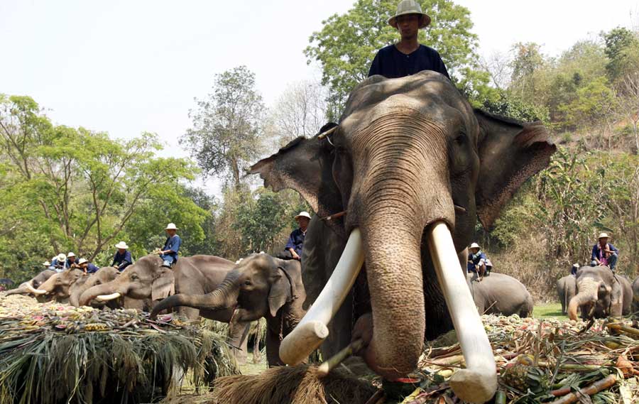 Buffet de elefantes en Tailandia