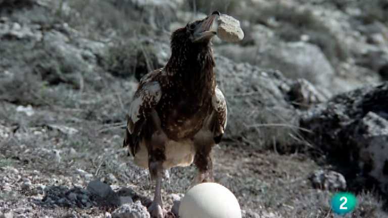 El hombre y la Tierra (Fauna ib&eacute;rica) - El buitre sabio