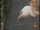 Ir al Video&nbsp;Los buitres leonados paran por primera en Menorca