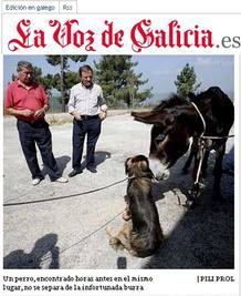 La burra encontrada en el río Miño con una piedra de 15 kilos atada en el cuello La burra encontrada en el río Miño con una piedra de 15 kilos atada en el cuello