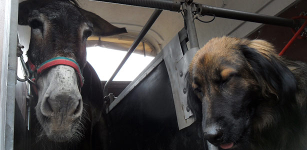 La burra y el perro, dos compañeros inseparables, buscan hogar de acogida La burra y el perro, dos compañeros inseparables, buscan hogar de acogida