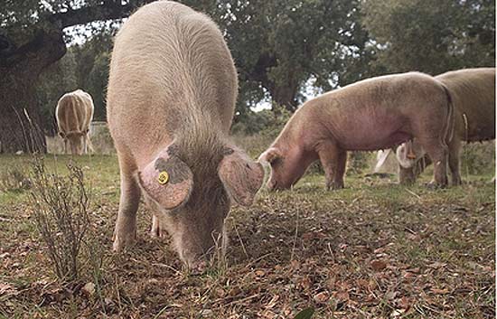 En busca del ADN del cerdo ib&eacute;rico puro