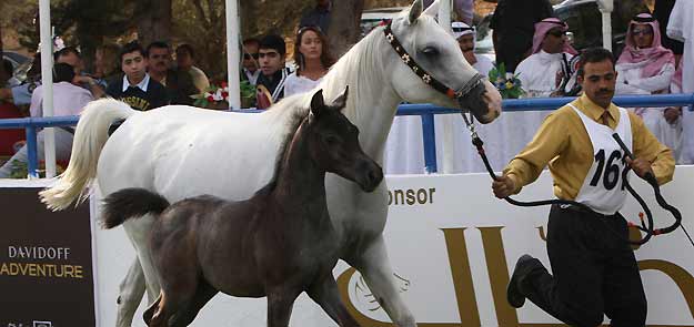 A handler runs with Arabian fillies Jawaher Al Mohamadia and her mother Bellagio RCA, in Amman