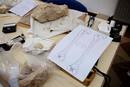 Cabeza de f&eacute;mur que podr&iacute;a pertenecer a un humano