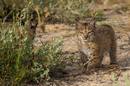 Lince ib&eacute;rico