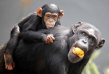 Un cachorro de chimpanc&eacute; (Sembre) descansando tranquilamente encima de su madre.