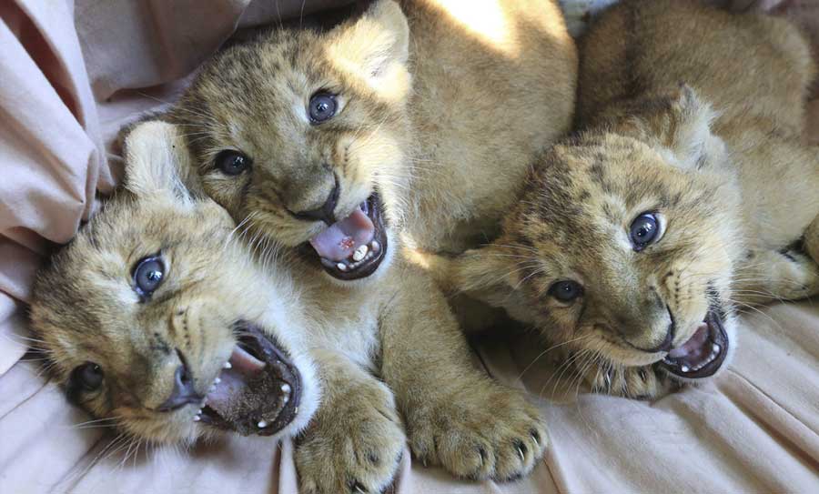 Cachorros de león asiático