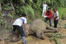 Cad&aacute;ver de elefante pigmeo