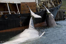 Los cadáveres de dos ballenas cazadas en Islandia mientras son transportadas a puerto Los cadáveres de dos ballenas cazadas en Islandia mientras son transportadas a puerto