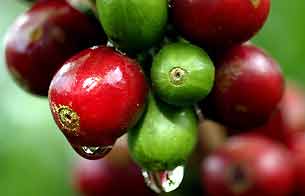 Ver v&iacute;deo  ''Caf&eacute; justo' en la selva de M&eacute;xico'