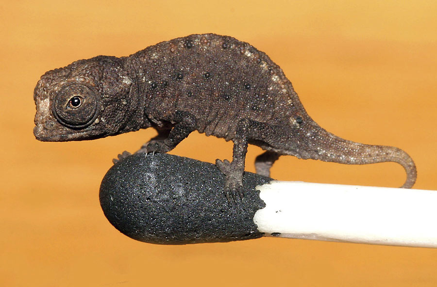 Un camaleón en miniatura