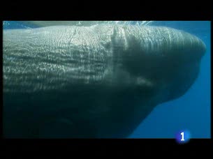 Ver v&iacute;deo  'El cambio clim&aacute;tico est&aacute; acabando con la vida de los oc&eacute;anos'