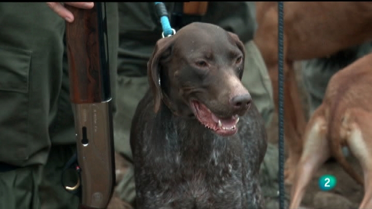 Jara y sedal - Campeonato de Espa&ntilde;a 011, Caza Menor con Perro
