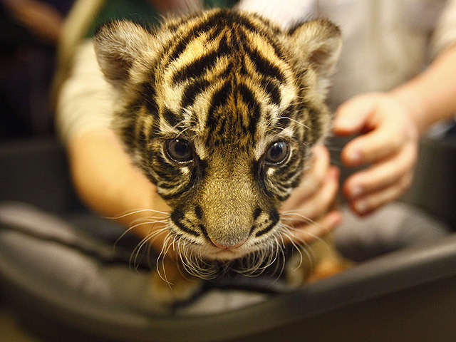 Campa&ntilde;a ecolog&iacute;sta para salvar a los tigres