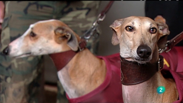 Jara y sedal - Campeonato de Espa&ntilde;a de galgos 2010-11