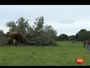 Ir al Video&nbsp;El campo extreme&ntilde;o pierde uno de sus &aacute;rboles m&aacute;s emblem&aacute;ticos, el 'Abuelo'