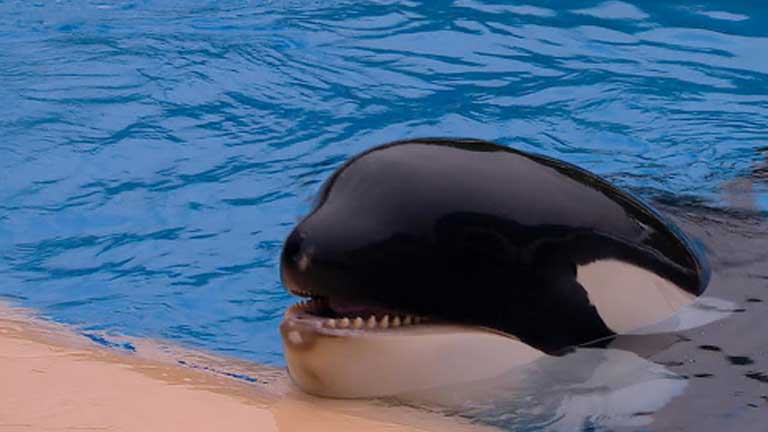 Nuevos estudios que miden la capacidad auditiva de las orcas