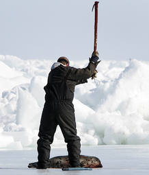 La captura de una foca en Canad&aacute;