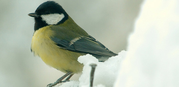 Un carbonero com&uacute;n posado sobre la nieve