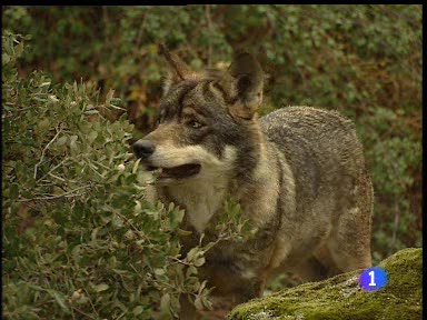 Ir al Video&nbsp;Castilla y Le&oacute;n permite la caza del lobo