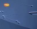 Ir al Video&nbsp;'Casting' de espermatozoides