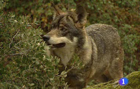 Castilla y Le&oacute;n permite la caza del lobo