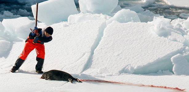 Un cazador de focas acabando con una de ellas en la isla de Cabo Bretón (Canadá) Un cazador de focas acabando con una de ellas en la isla de Cabo Bretón (Canadá)