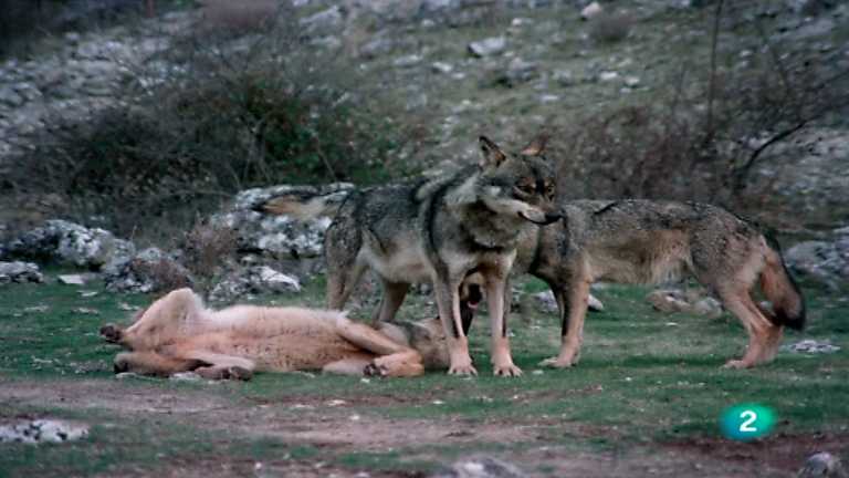 El hombre y la Tierra (Fauna ib&eacute;rica) - El cazador social