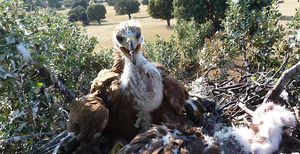 Céfiro en su nido de Toledo Céfiro en su nido de Toledo