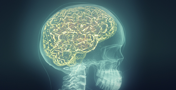 La nueva t&eacute;cnica desarrollada por el CSIC permite la lectura de la actividad el&eacute;ctrica de varias zonas del interior del cerebro
