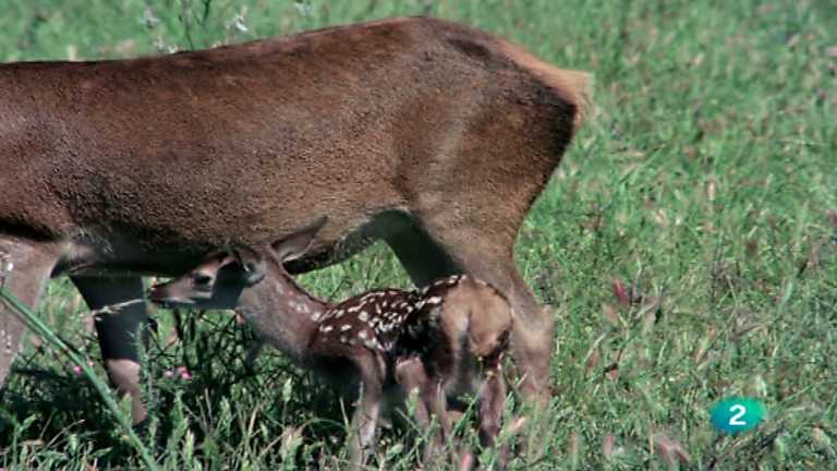 El hombre y la Tierra (Fauna ib&eacute;rica) - El cervatillo, 1