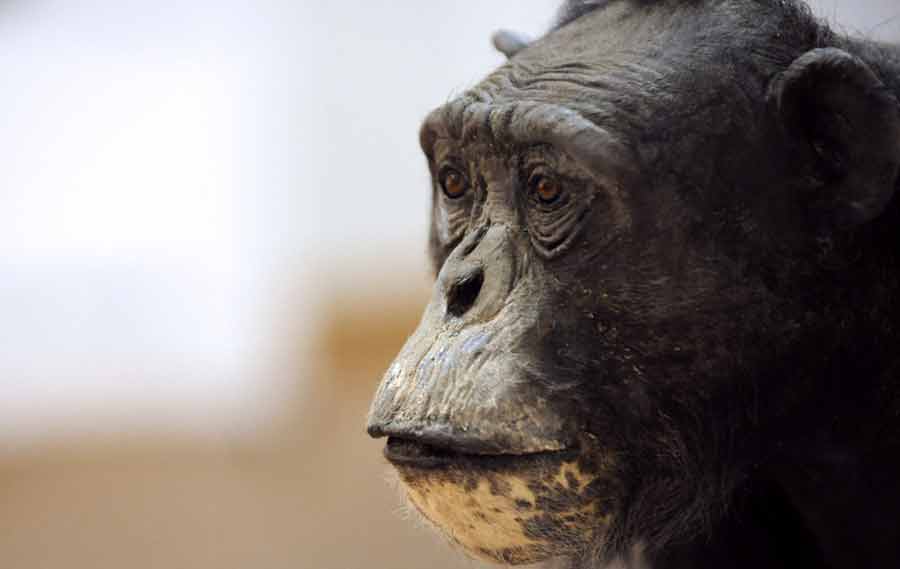 El chimpancé más viejo de Europa, disecado