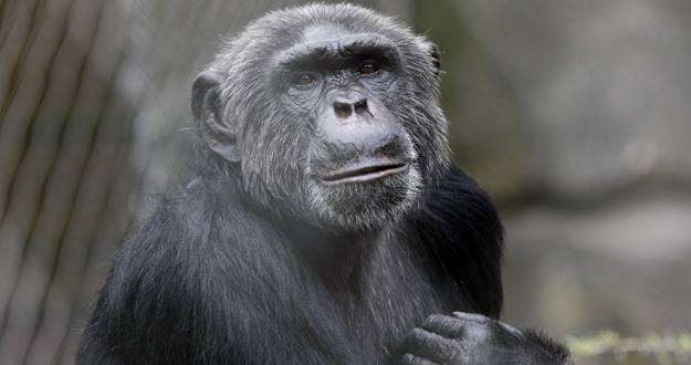 Los chimpancés, objeto de estudio Los chimpancés, objeto de estudio