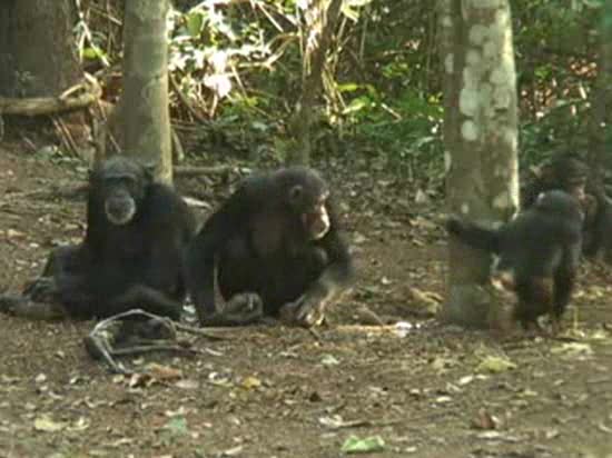 Los chimpanc�s lloran la muerte de sus seres queridos