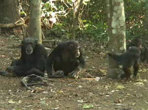 Ver v&iacute;deo  'Los chimpanc&eacute;s lloran la muerte de sus seres queridos'