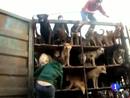Ir al Video&nbsp;En China, comer carne de perro va teniendo cada vez m&aacute;s detractores