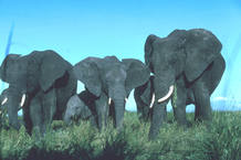 Ciencuenta y tres kilómetros de la carretera atravesarán el Parque Nacional de Serengeti Ciencuenta y tres kilómetros de la carretera atravesarán el Parque Nacional de Serengeti