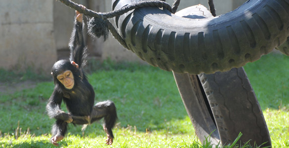 Cient&iacute;ficos norteamericanos presentan la primera evidencia de distinci&oacute;n de juguetes entre los chimpanc&eacute;s en funci&oacute;n del sexo