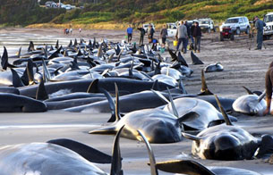 Ver v&iacute;deo  'Cientos de ballenas varadas en Australia'