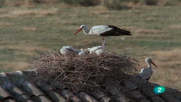 El hombre y la Tierra (Fauna ib&eacute;rica) - Las cig&uuml;e&ntilde;as, 2