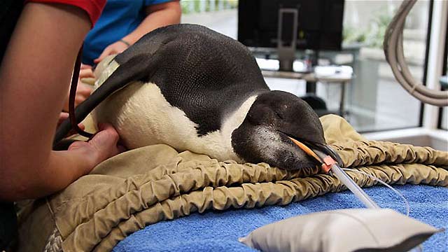 On Off: Cirug&iacute;a a un ping&uuml;ino