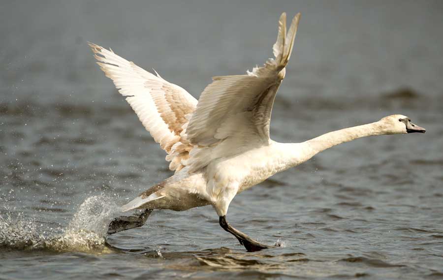 Cisne hacia la residencia de verano