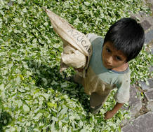 Coca farmer John Basilio walks on coca leaves in the Amazon jungle valley of Monzon